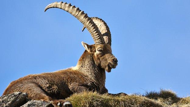 Alpine ibex