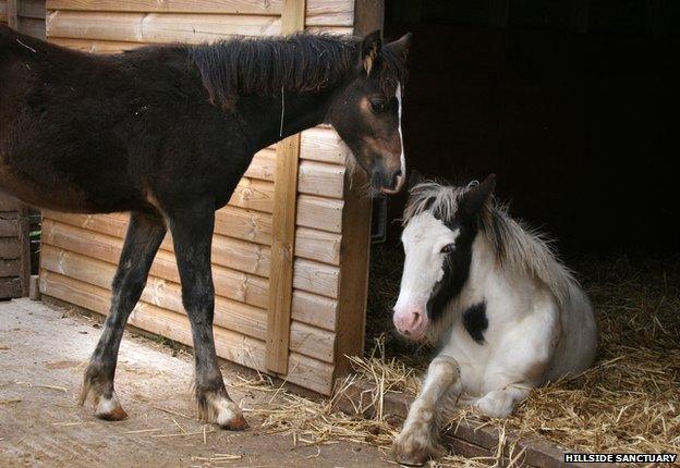 Foals from Gower at the Hillside Sanctuary, Norwich