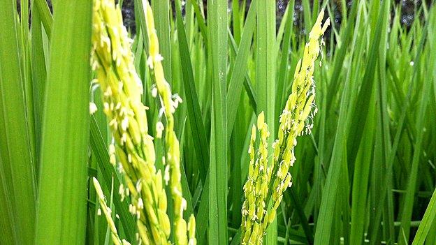 Rice ripening in the paddy fields of Haryana, in northern India