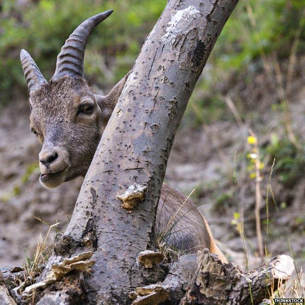 Alpine ibex