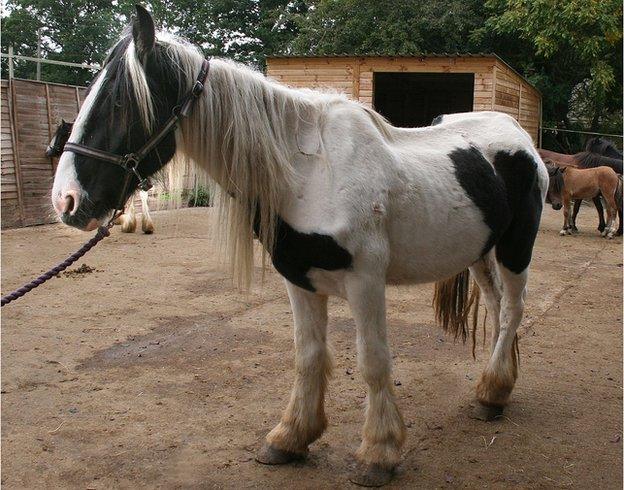 Poorly horse after arriving at Hillside Sanctuary