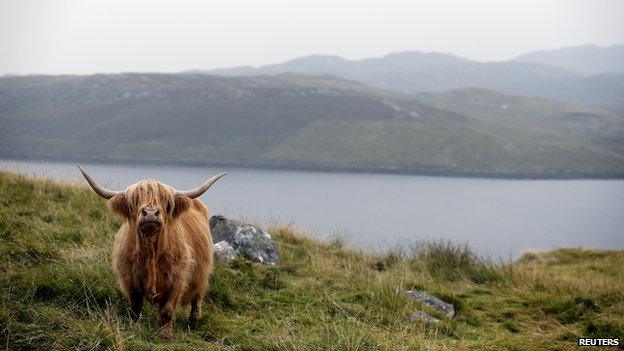 Highland cattle