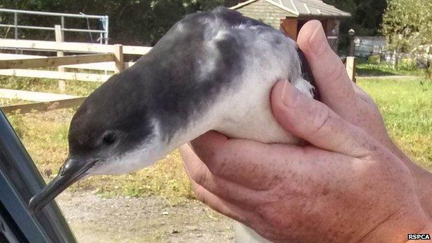 Manx shearwater