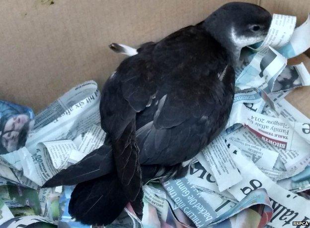 Manx shearwater