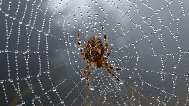 Spider on spider web