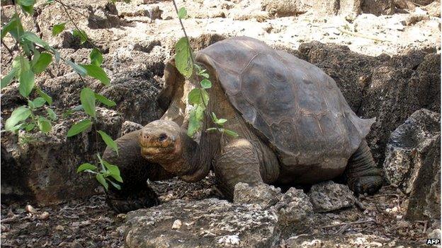 Picture of "Lonesome George", July 21, 2008 at the Breeding Centre Fausto Llerena of the Charles Darwin station in the Galapagos" Santa Cruz Island, in the Pacific Ocean, some 1000 km off the coast of Ecuador.