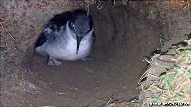 Manx Shearwater