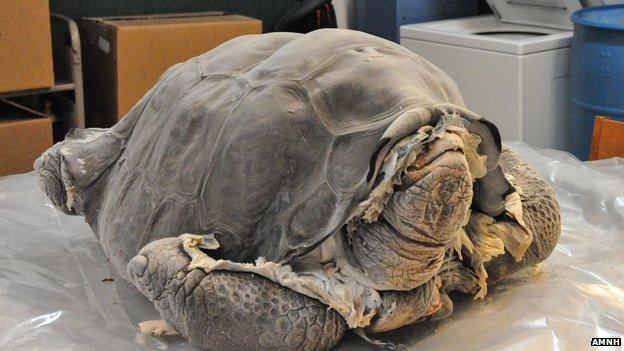 Lonesome George arrives frozen from the Galapagos Islands for preservatin at the AMNH in New York