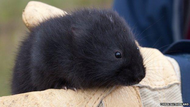 Water vole