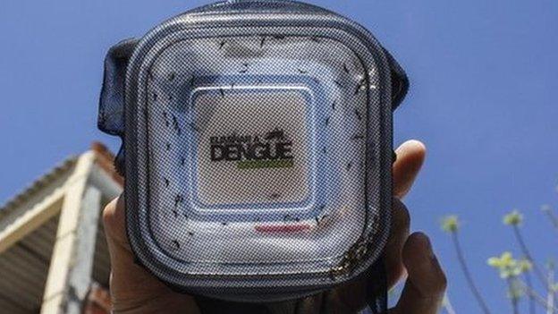 A man in a favela in Rio released mosquitoes in a new anti-Dengue programme 24 Sept 2014