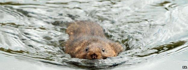 Water vole