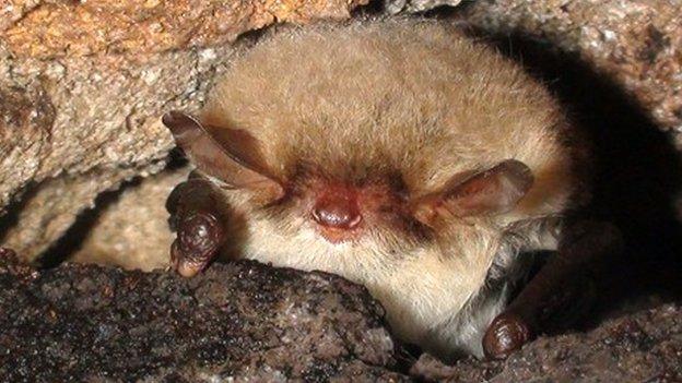 Natterer's bat hibernating in crevice