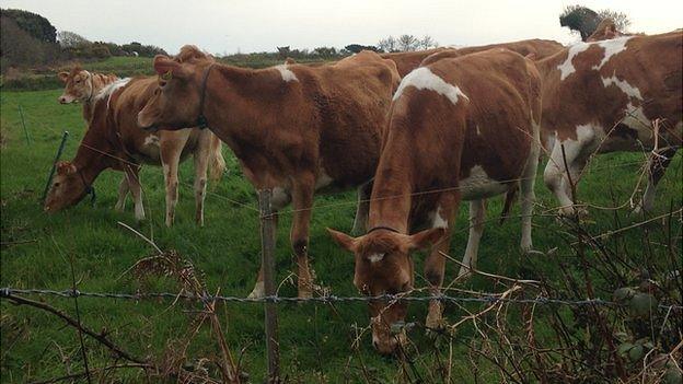 Guernsey cows