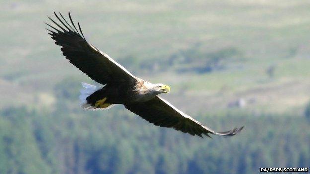 white tailed sea eagles