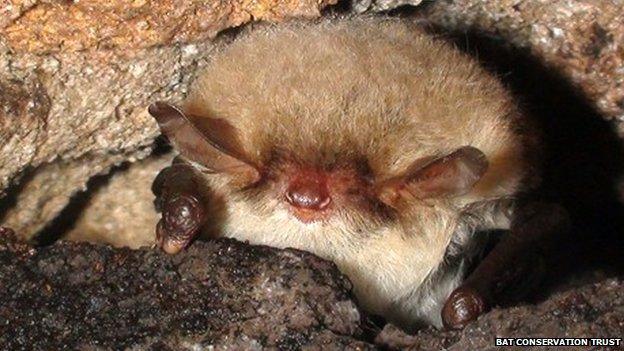 Natterer's bat hibernating in crevice