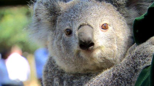 A koala hugs the curator, Chad Staples at Featherdale Wildlife Park in Sydney