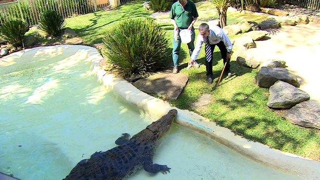 A monster crocodile that's 500kg gets fed at a private zoo in Sydney