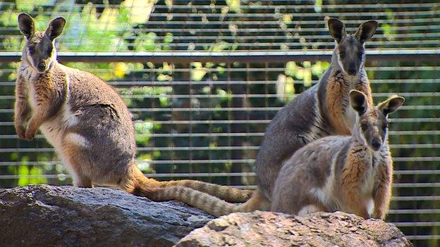 A "mob" of Kangaroo's at the Featherdale Wildlife park