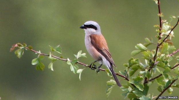 Rare red-backed shrike in London, file pic