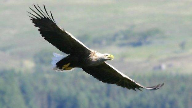 white tailed sea eagles