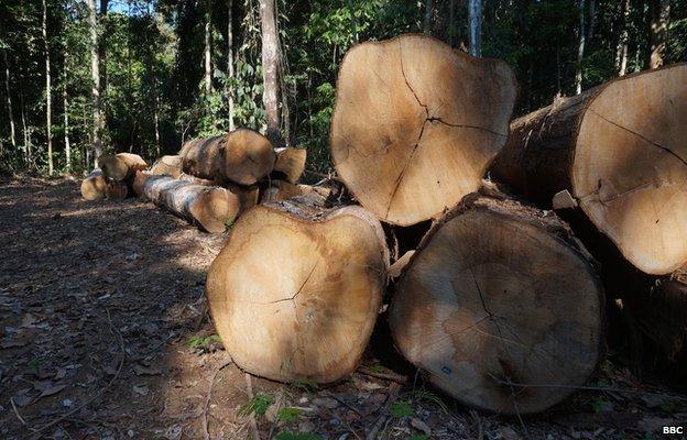 felled tree acre