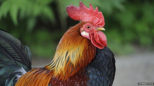 cockerel