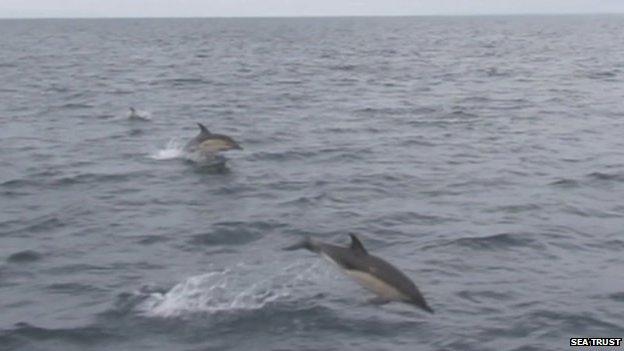 Dolphins