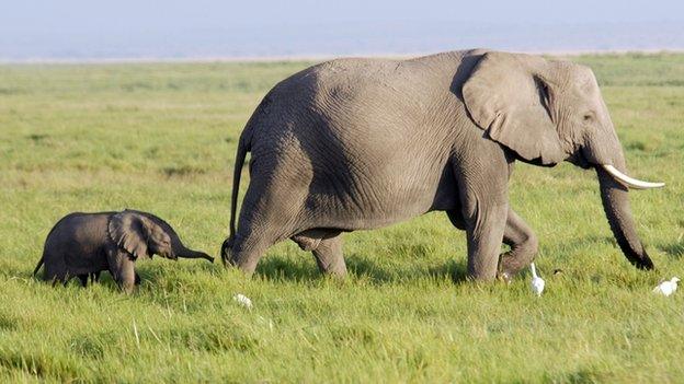 An elephant and calf walk along the grasslands in Kenya. File photo