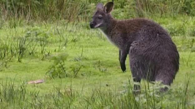 Wallabies wild in the Isle of Man