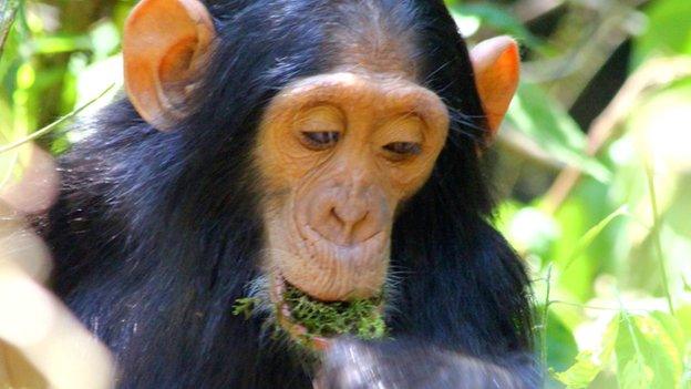 Chimp using a moss sponge (c) Liran Samuni