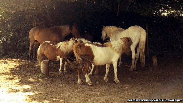 New Forest ponies