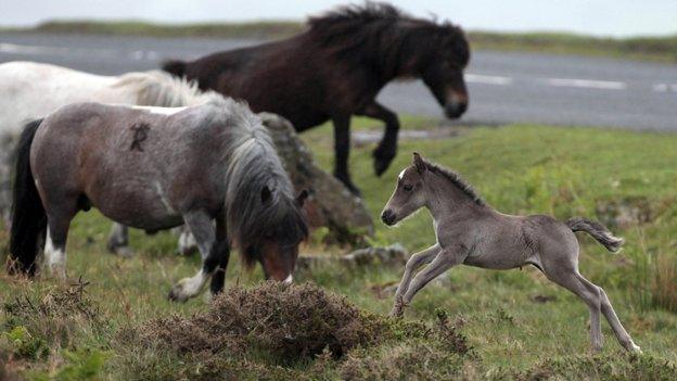 Dartmoor ponies