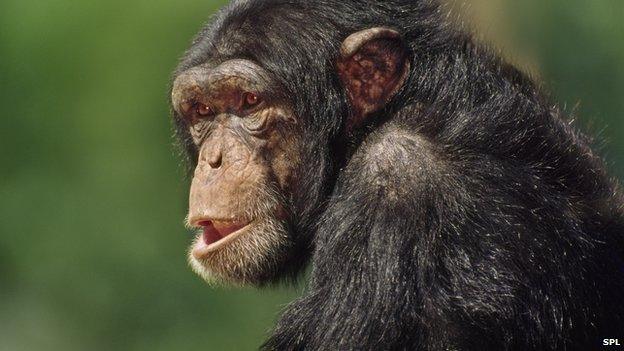 Chimpanzee