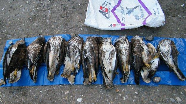 Nine dead buzzards