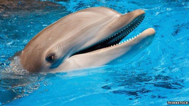 Dolphins are part of the family of toothed whales that includes orcas and pilot whales.