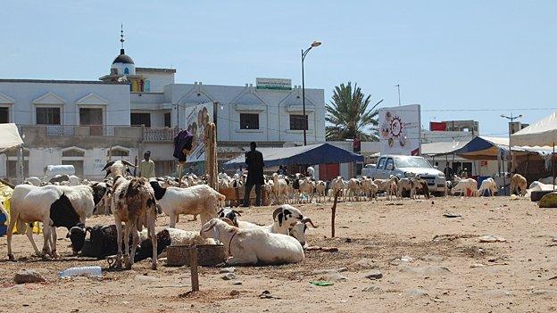 For several weeks central Dakar is transformed into a giant sheep ranch