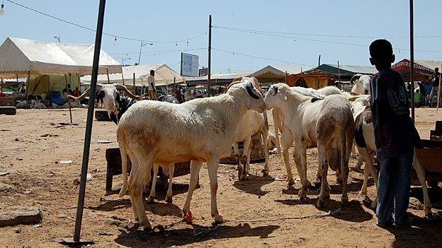 Sheep for sale in the centre of Dakar