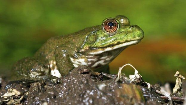 American bullfrog