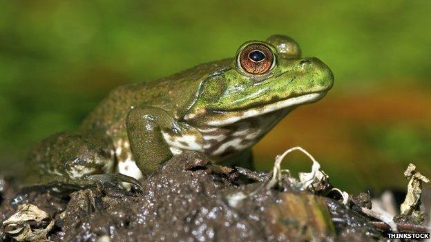 American bullfrog