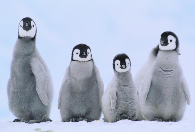 Penguins