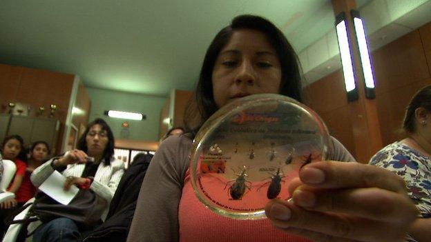 Woman looking at different samples of insects