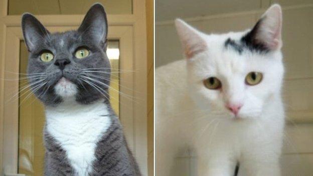 Peter and Tamara, cats found in wheelie bin