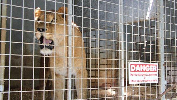 Rescued lion