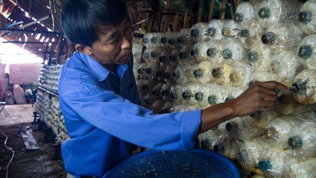 Than Wai Aung, a Burmese migrant in Thailand, battles all odds to set up his own mushroom cultivation business