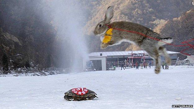 Ski race between a tortoise and a rabbit. The tortoise won.