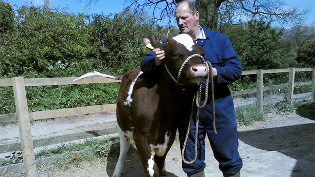 Neil Madeley and cow