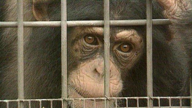 A chimpanzee in a cage