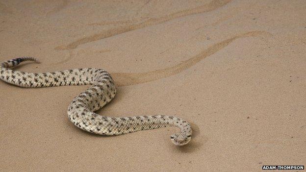 sidewinder snake