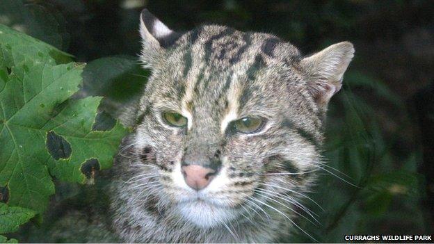 Fishing Cat courtesy Curraghs Wildlife Park