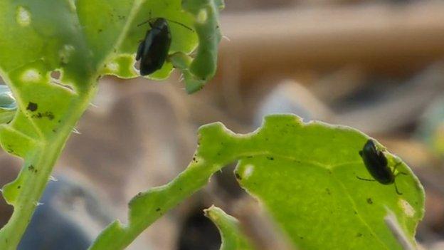 flea beetle